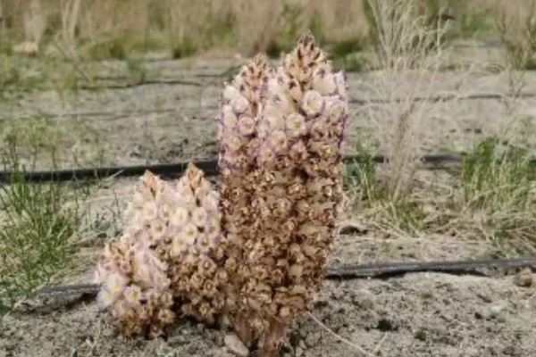 肉苁蓉的养殖方法，要为其提供充足的阳光照射