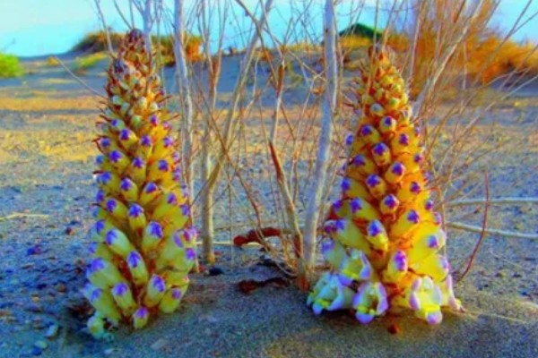 肉苁蓉的养殖方法，要为其提供充足的阳光照射