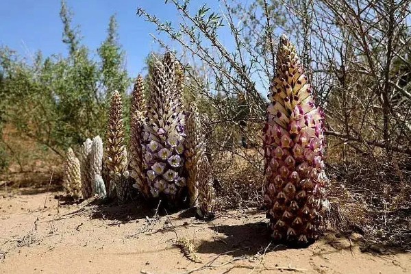 肉苁蓉的养殖方法，要为其提供充足的阳光照射