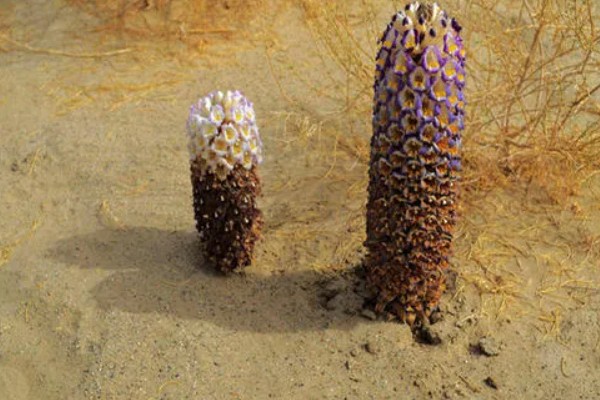 肉苁蓉的养殖方法，要为其提供充足的阳光照射