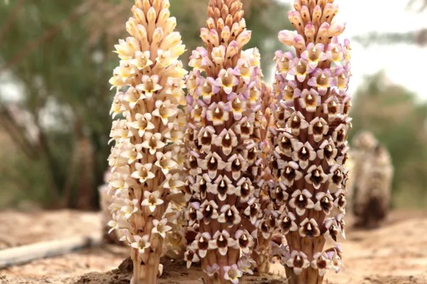 肉苁蓉的养殖方法，要为其提供充足的阳光照射