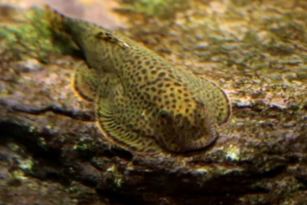 扁头鱼是哪种鱼，一般是指爬岩鳅