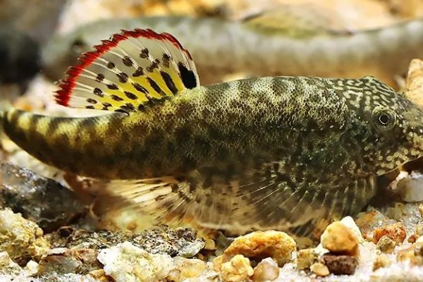 扁头鱼是哪种鱼，一般是指爬岩鳅