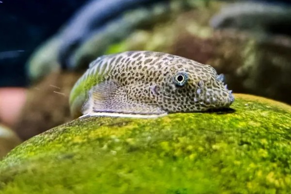 扁头鱼是哪种鱼，一般是指爬岩鳅