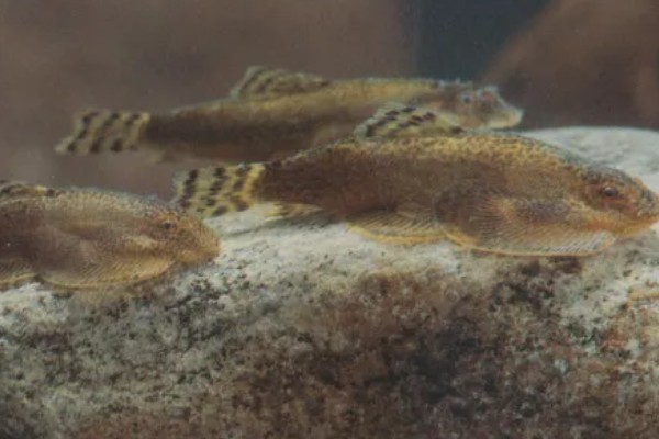 扁头鱼是哪种鱼，一般是指爬岩鳅