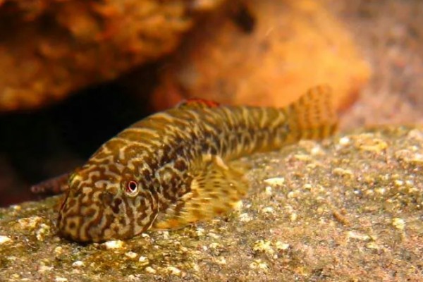 扁头鱼是哪种鱼，一般是指爬岩鳅