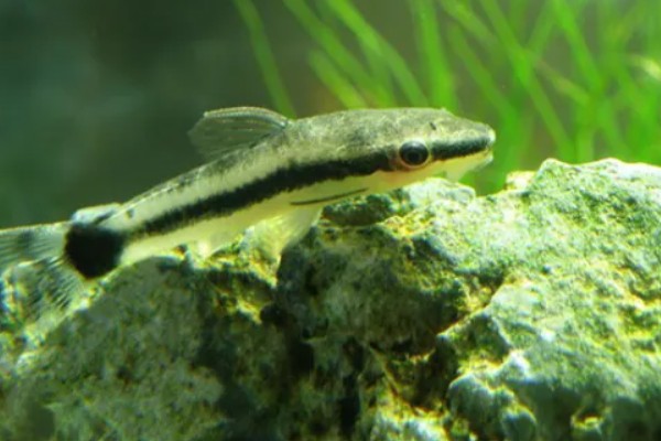 扁头鱼是哪种鱼，一般是指爬岩鳅