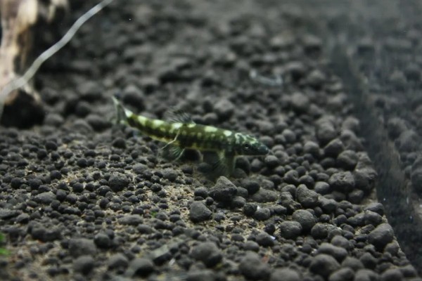 扁头鱼是哪种鱼，一般是指爬岩鳅