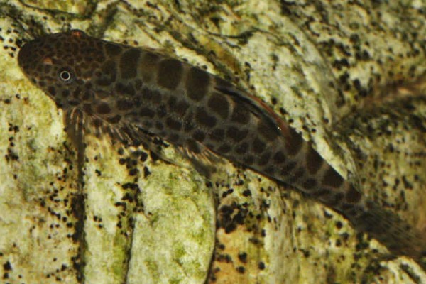 扁头鱼是哪种鱼，一般是指爬岩鳅