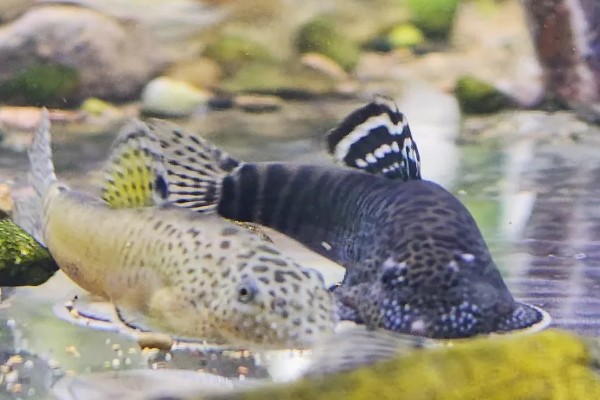 扁头鱼是哪种鱼，一般是指爬岩鳅