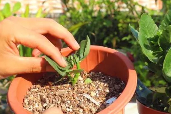 凤尾长寿花的养殖方法，遵循见干见湿的浇水原则