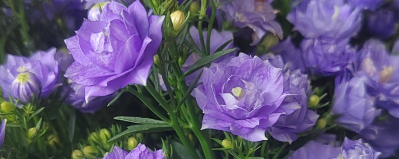 风铃草的花语，寓意美好祝福、创造力等