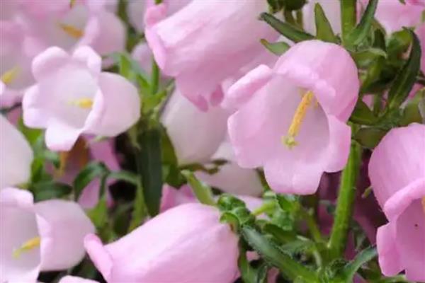 风铃草的花语，寓意美好祝福、创造力等