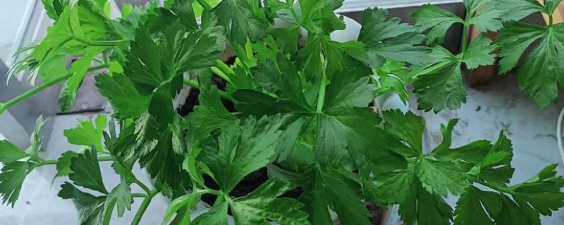 哪些蔬菜可以盆栽，有甜椒、香芹、茴香等品种