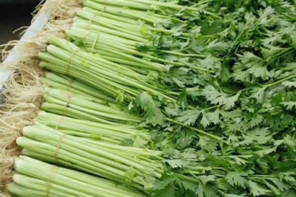 哪些蔬菜可以盆栽，有甜椒、香芹、茴香等品种