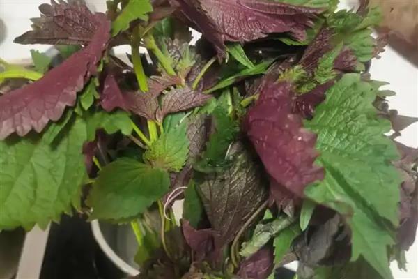 哪些蔬菜可以盆栽，有甜椒、香芹、茴香等品种