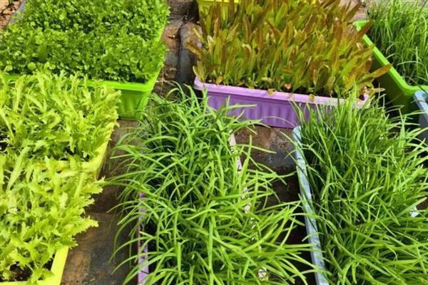 哪些蔬菜可以盆栽，有甜椒、香芹、茴香等品种