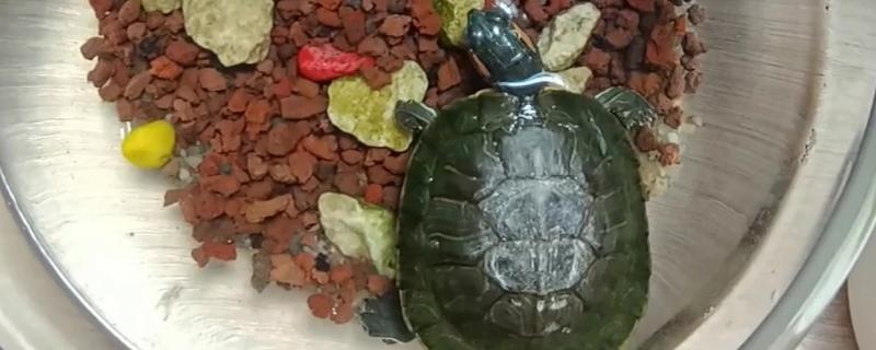 为什么乌龟身上有股难闻的味,可能是喂食引起的