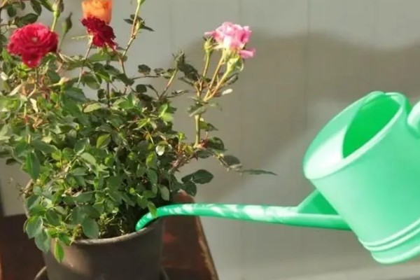 玫瑰花怎么养护，放在向阳位置养护
