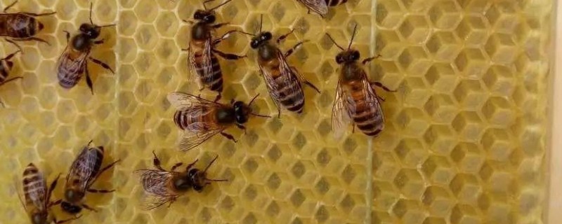 中蜂有卵有虫但为何不见封盖，大多是工蜂护脾力不足、蜂群缺蜜等因素引起
