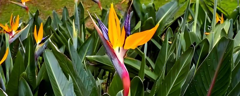 鹤望兰的花语，寓意自由、幸福