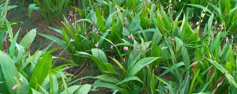 白芨的种植技术，在3月份到5月份之间进行