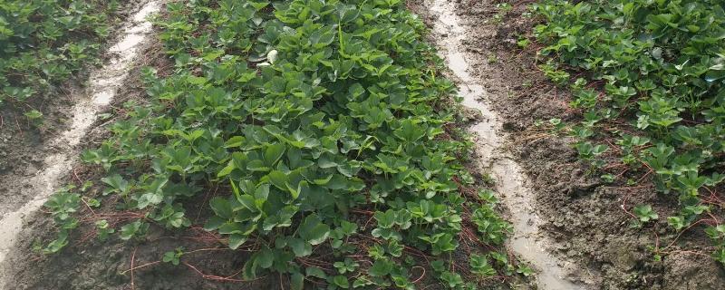 草莓苗12月份能栽吗,草莓苗12月份可以栽