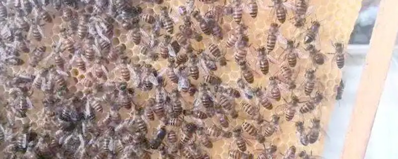 中蜂和意蜂哪个打架厉害，意蜂打架比中蜂厉害