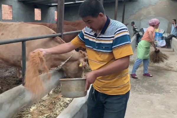牛会吃肉吗，牛不吃肉