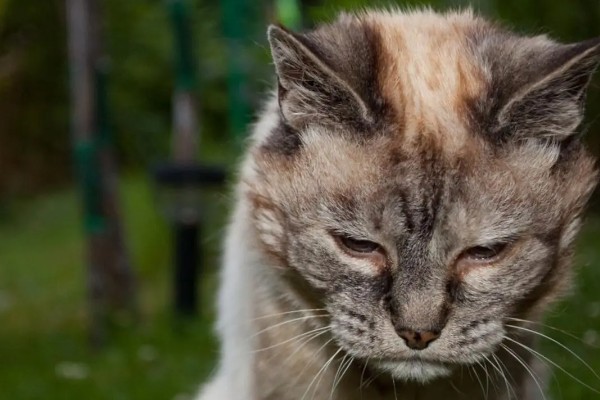 猫咪衰老的症状，视力、听力都会不断下降