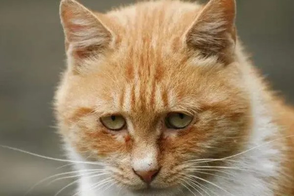 猫咪衰老的症状，视力、听力都会不断下降