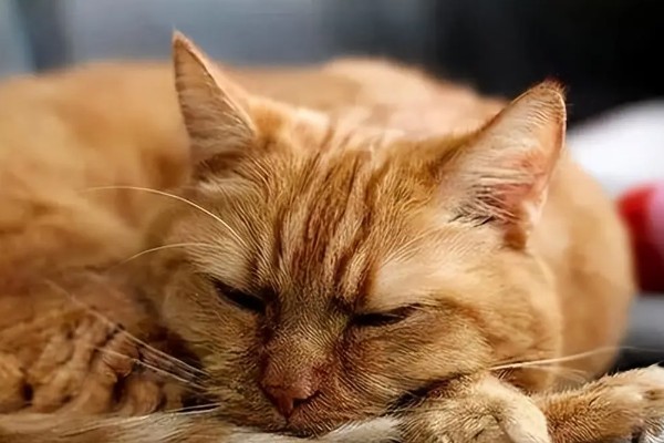 猫咪衰老的症状，视力、听力都会不断下降