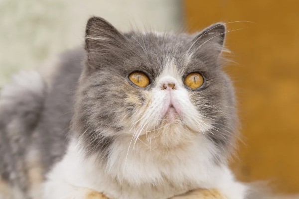 猫咪衰老的症状，视力、听力都会不断下降