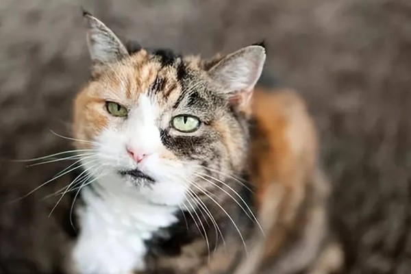 猫咪衰老的症状，视力、听力都会不断下降