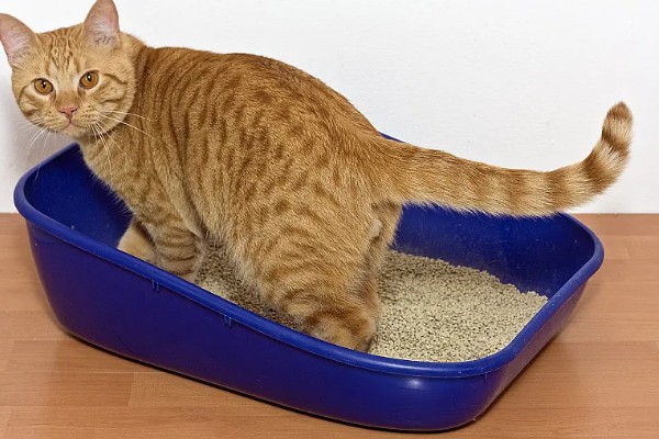 猫咪衰老的症状，视力、听力都会不断下降