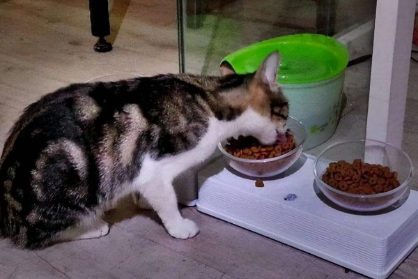 猫咪衰老的症状，视力、听力都会不断下降