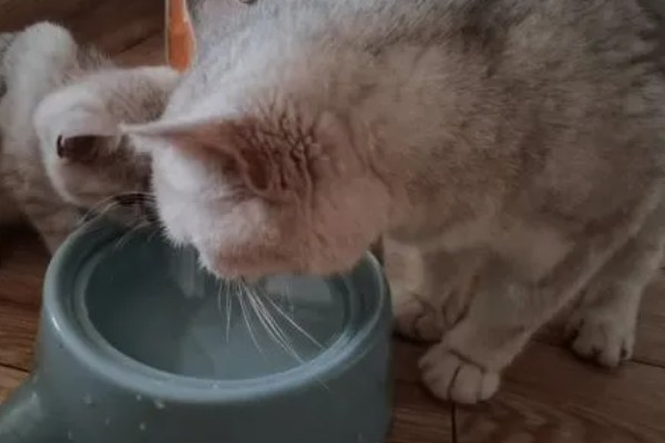 猫咪衰老的症状，视力、听力都会不断下降