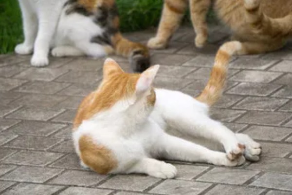 猫咪衰老的症状，视力、听力都会不断下降