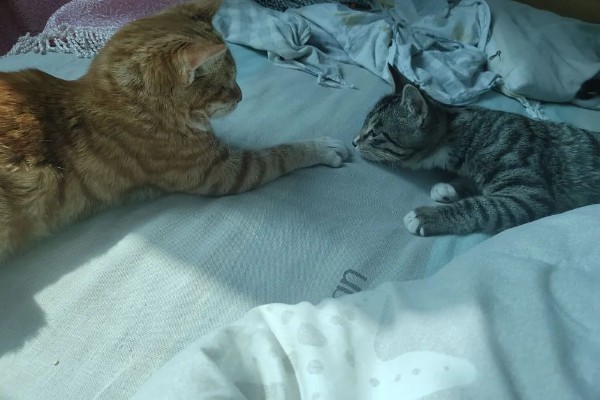 猫咪衰老的症状，视力、听力都会不断下降