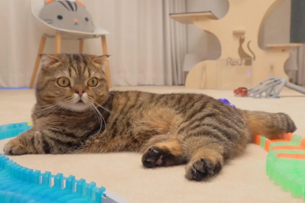 猫咪衰老的症状，视力、听力都会不断下降