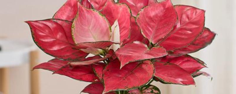 怎么养富贵红盆栽，每隔1-2年换土一次