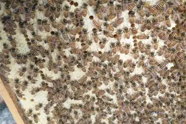 中蜂有卵有虫但为何不见封盖，大多是工蜂护脾力不足、蜂群缺蜜等因素引起