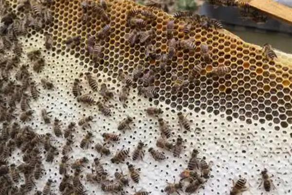 中蜂有卵有虫但为何不见封盖，大多是工蜂护脾力不足、蜂群缺蜜等因素引起