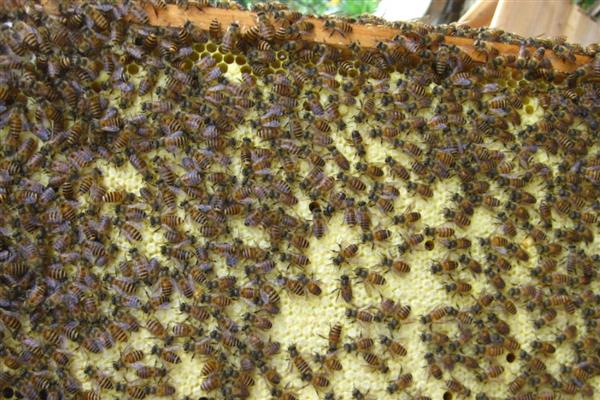 中蜂有卵有虫但为何不见封盖，大多是工蜂护脾力不足、蜂群缺蜜等因素引起