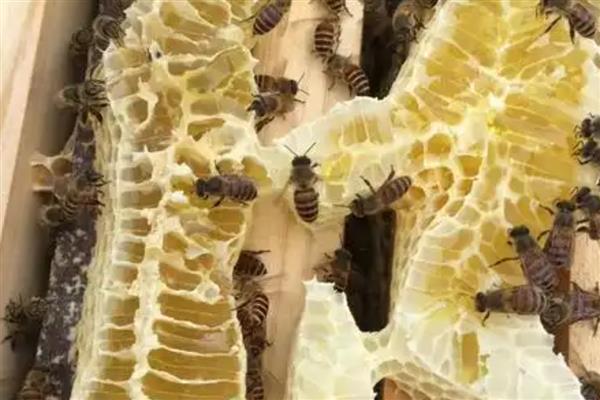 中蜂有卵有虫但为何不见封盖，大多是工蜂护脾力不足、蜂群缺蜜等因素引起