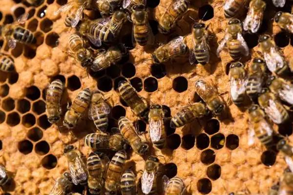 中蜂有卵有虫但为何不见封盖，大多是工蜂护脾力不足、蜂群缺蜜等因素引起