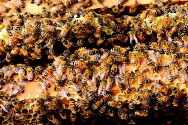 中蜂有卵有虫但为何不见封盖，大多是工蜂护脾力不足、蜂群缺蜜等因素引起