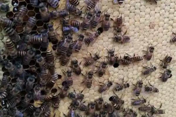 中蜂有卵有虫但为何不见封盖，大多是工蜂护脾力不足、蜂群缺蜜等因素引起