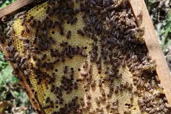 中蜂有卵有虫但为何不见封盖，大多是工蜂护脾力不足、蜂群缺蜜等因素引起