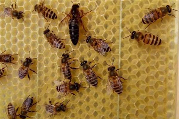 中蜂和意蜂哪个打架厉害,意蜂打架比中蜂厉害